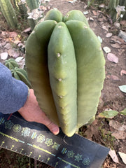 👑🌶️ Zulk — Fat 10” Melon