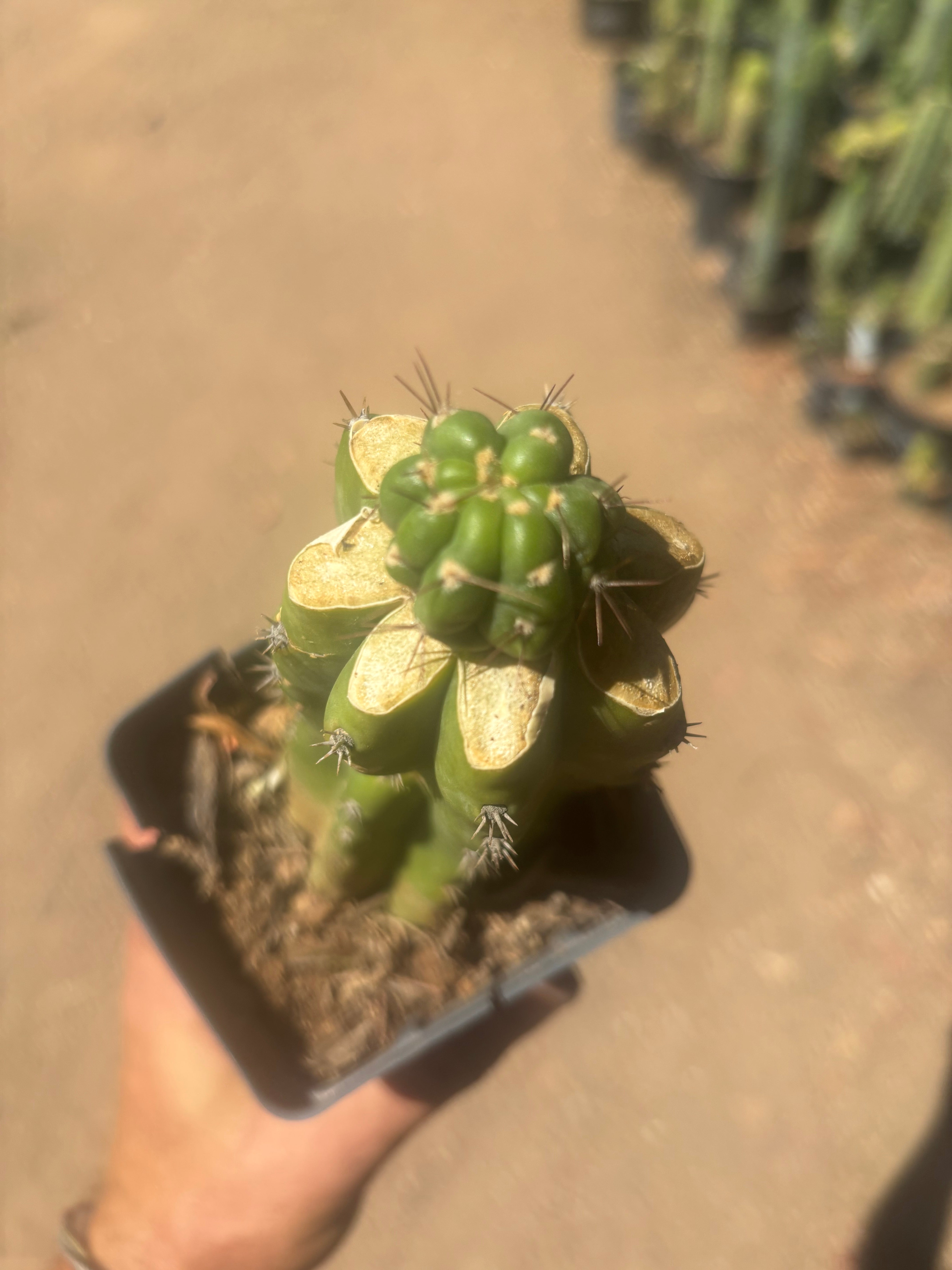 💎👑💎 Havran — Pup Graft on Rooted PC