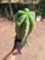 💎👑💎🌶️🌶️ Eileen — MEGA 21” (Tip #6)