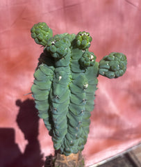 👑💎 Glorp — XL Graft with 5 Pups