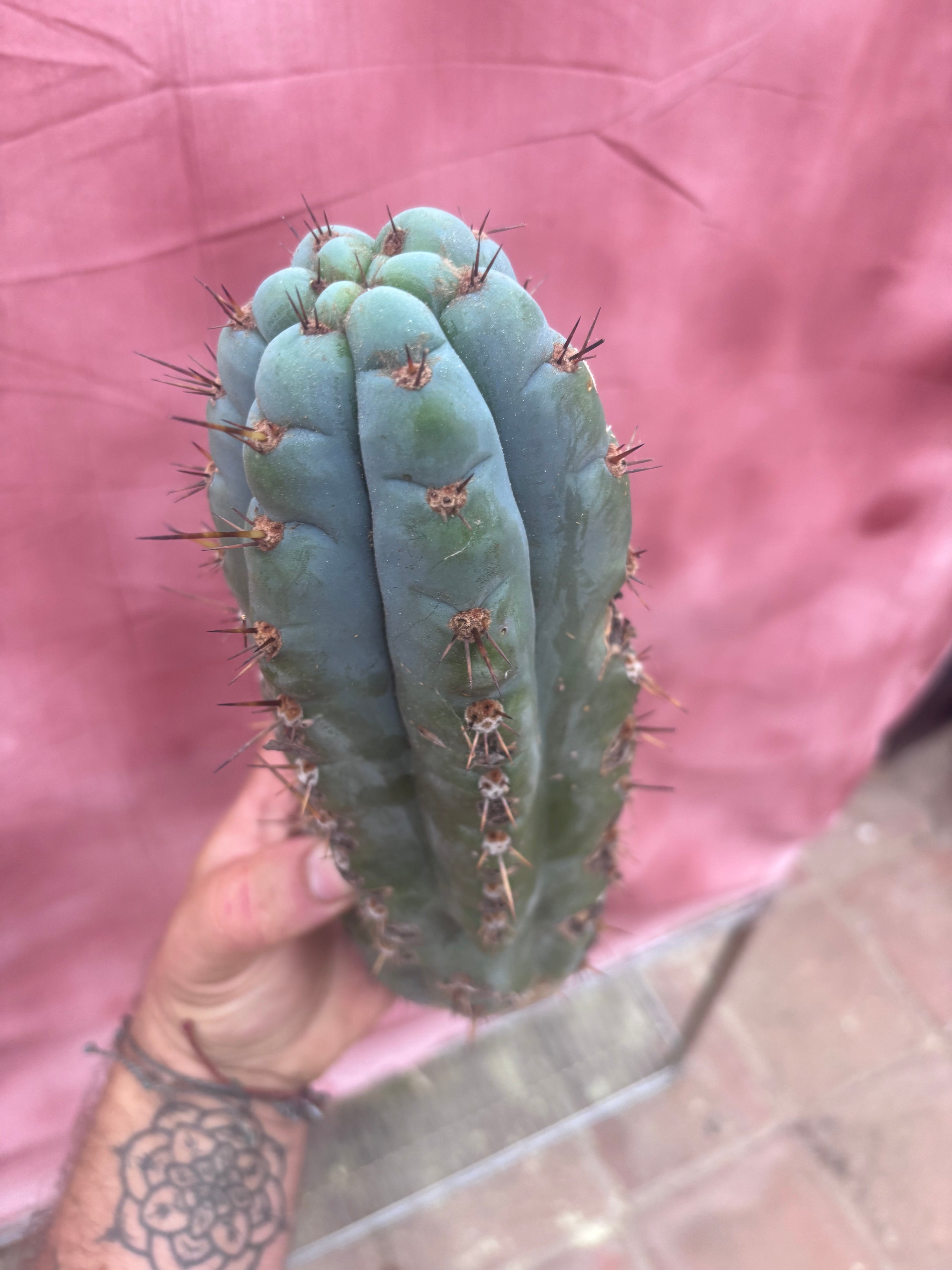 💎👑💎 Papa Smurf — 11” Pup