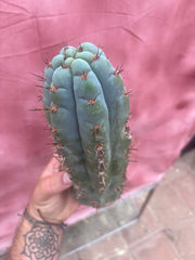 💎👑💎 Papa Smurf — 11” Pup