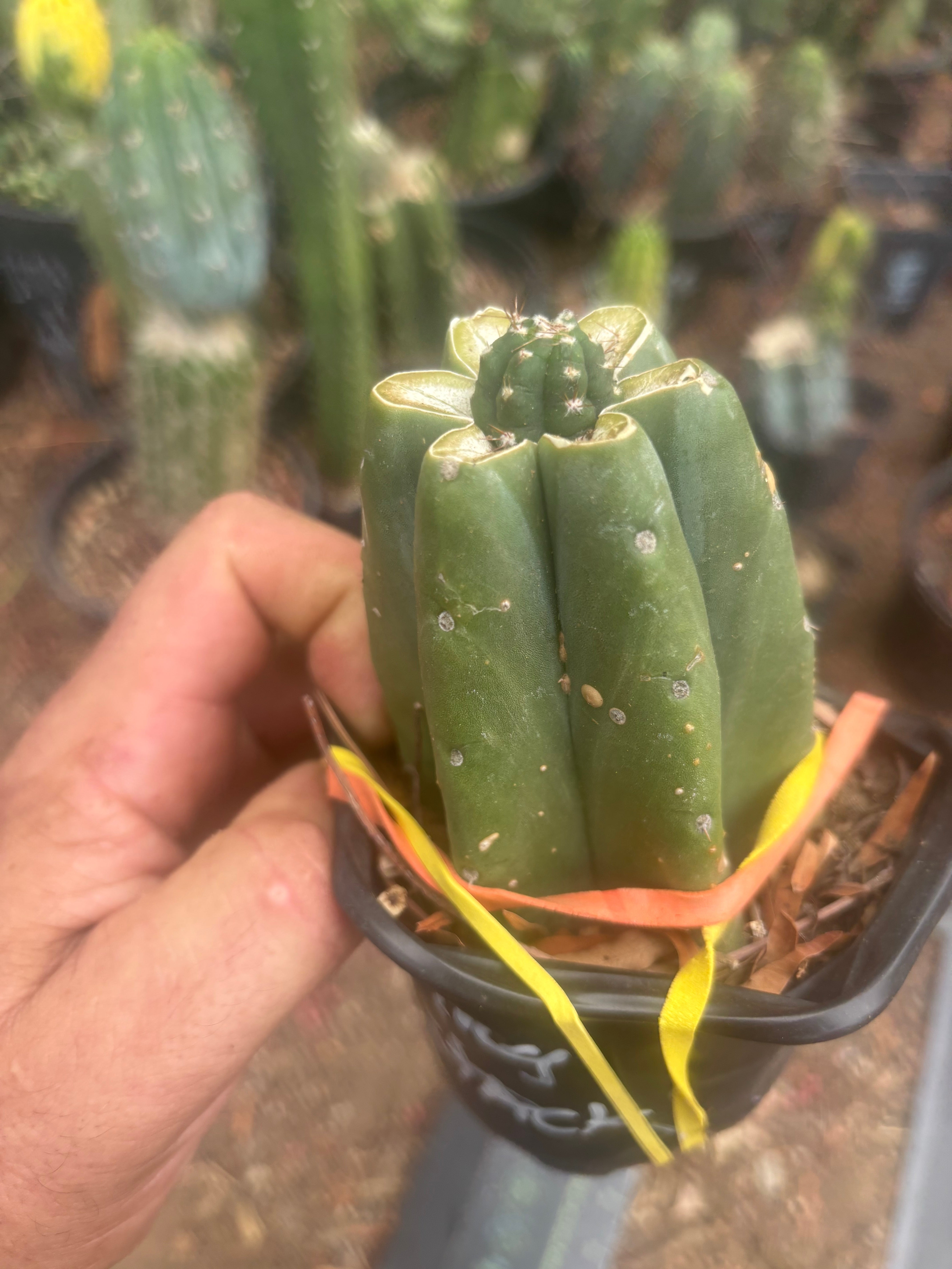 💎👑💎 King Stacker — Pup Graft on Rooted Pierre