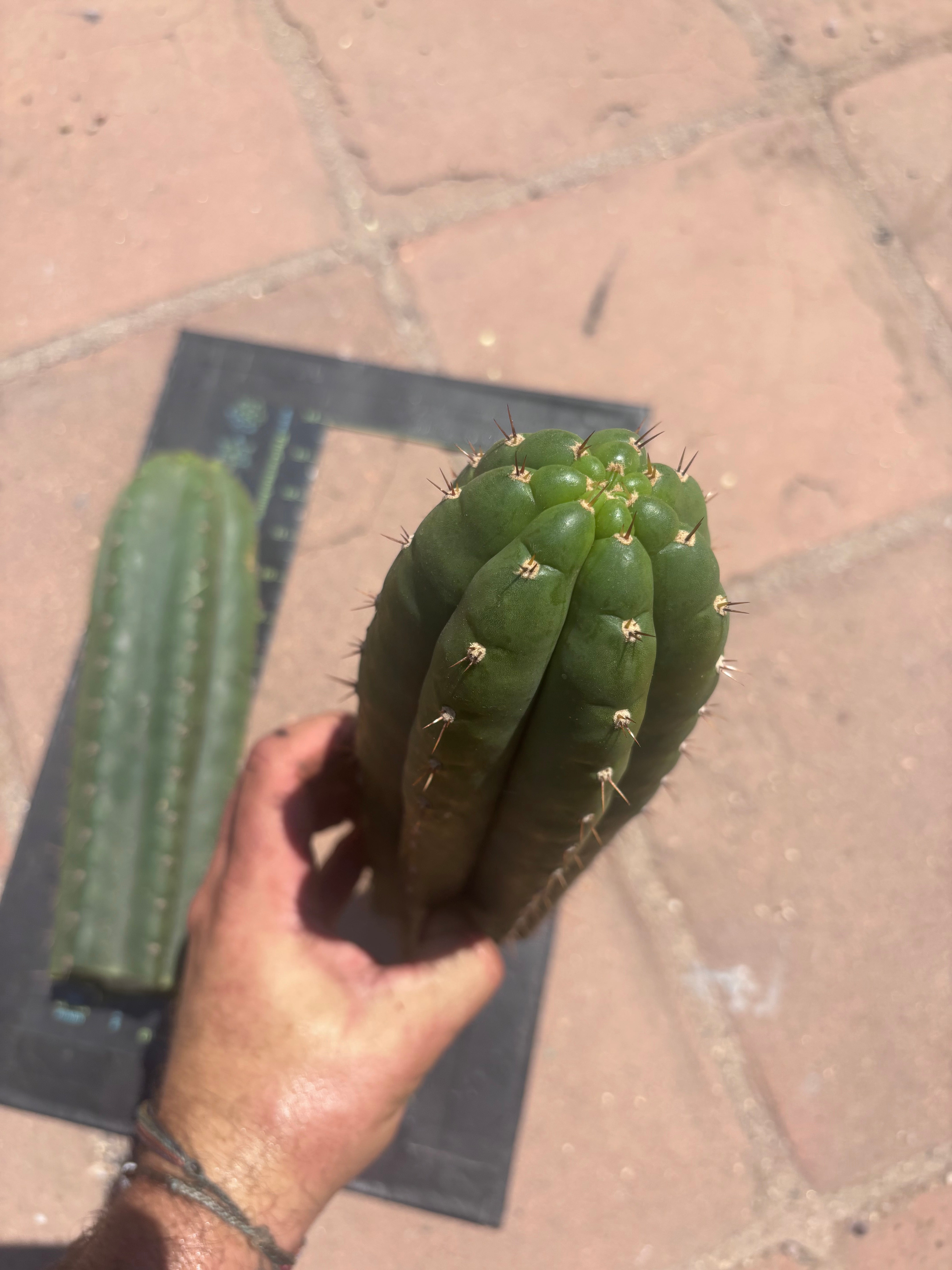 👑 LER — Lot of Two Tips — 13” and 10”