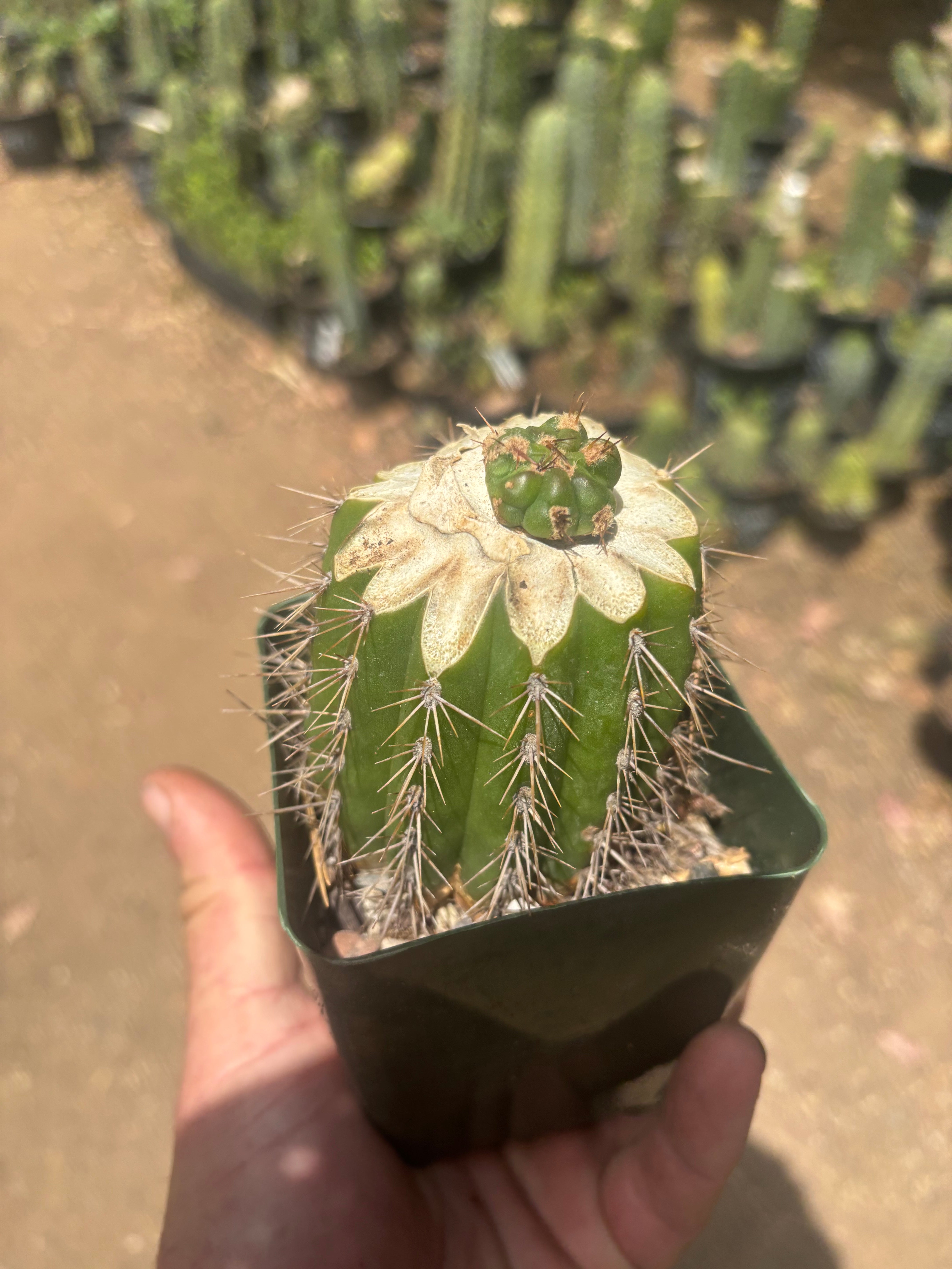 💎👑💎 Tulhuay — Rare Magenta Flower — Pup Graft
