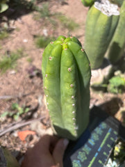 👑🌶️🌶️ Ogun — 11” Pup