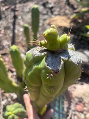 👑💎🌶️🌶️ TBMC — Graft on Thick TPM