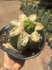 💎👑💎 Havran — Pup Graft on Rooted Shine01