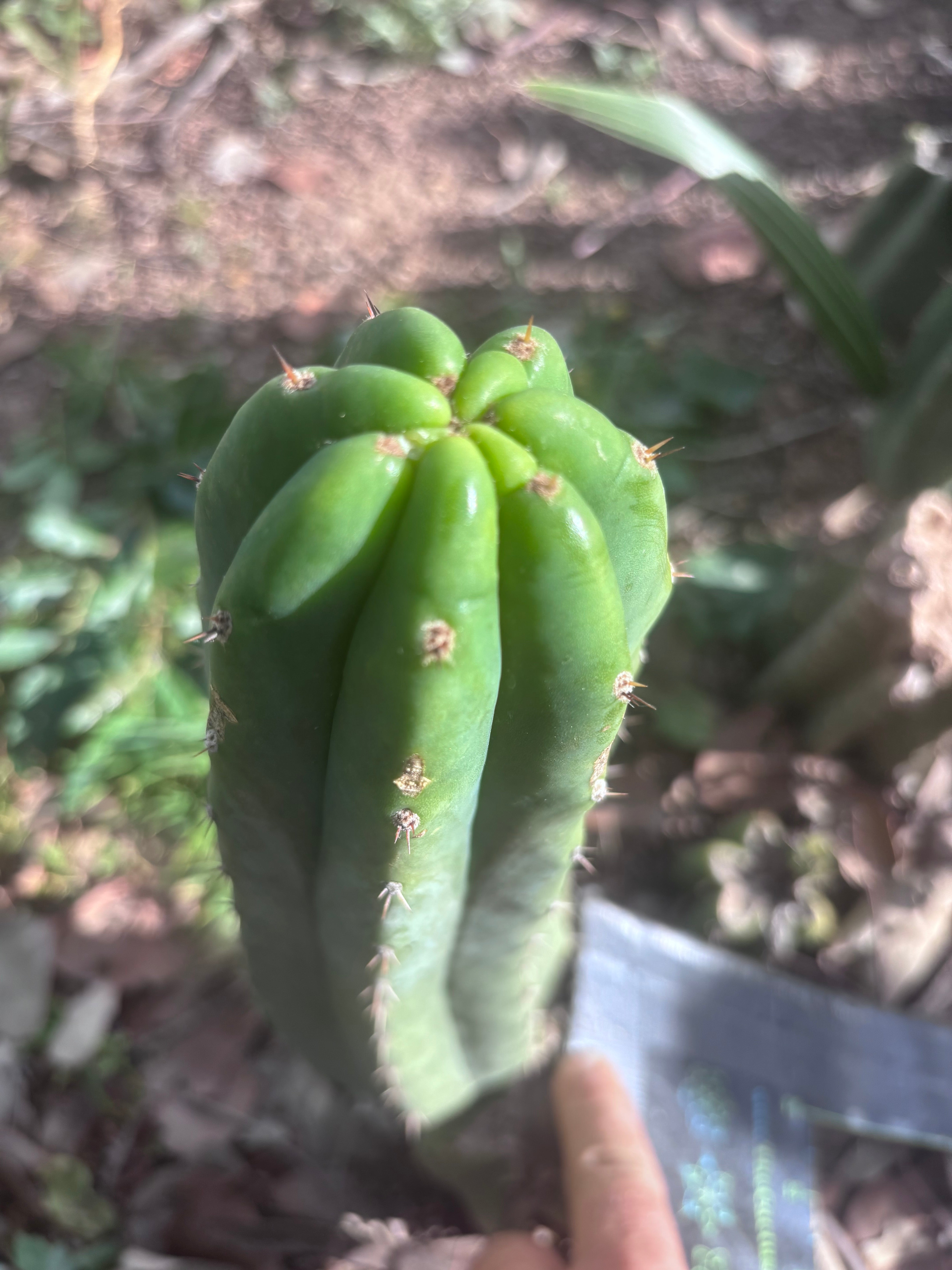 👑🌶️🌶️ Landfill — 10” Pup