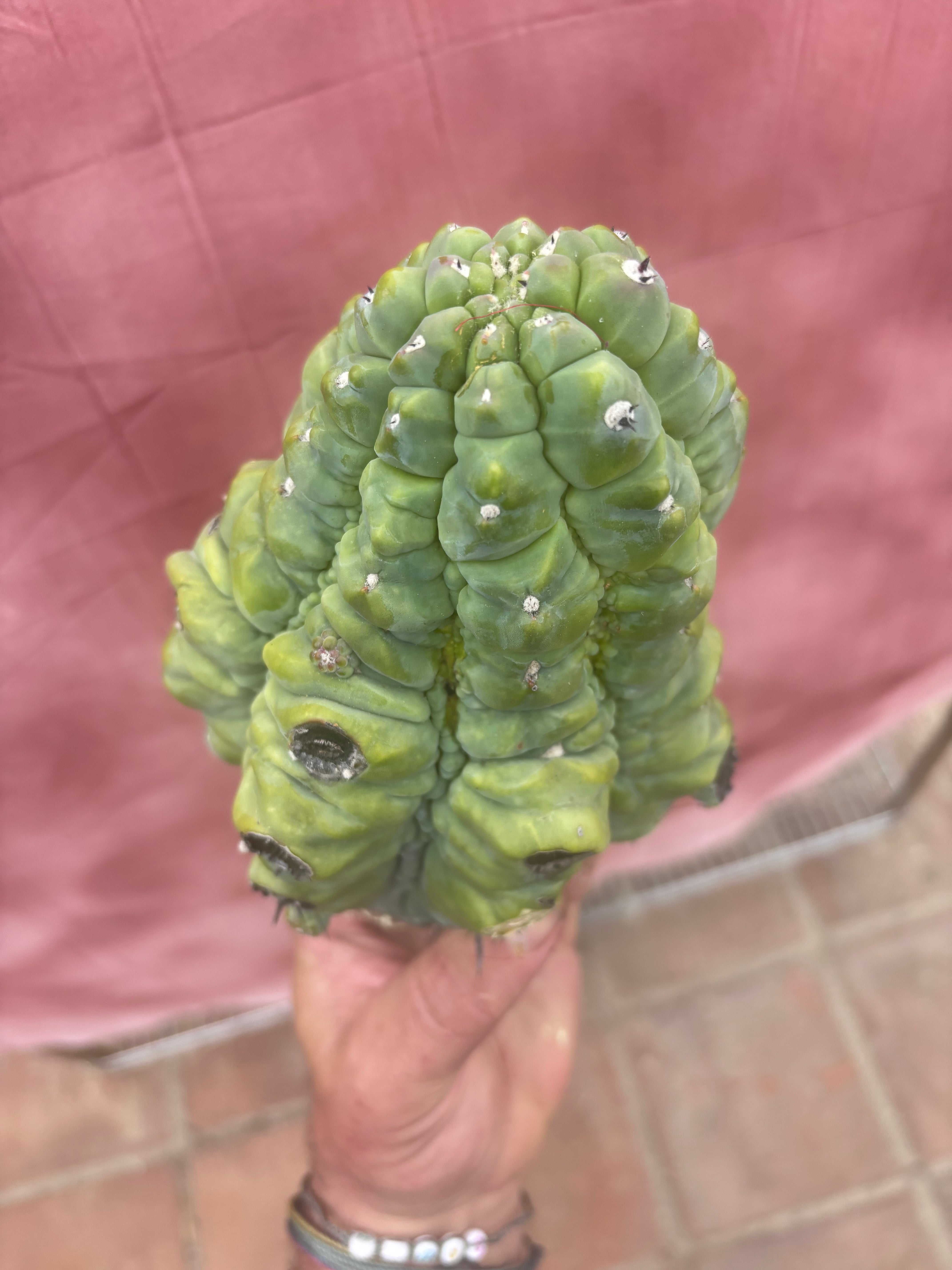 👑💎 BIG Glorp Chunk