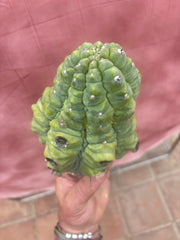 👑💎 BIG Glorp Chunk