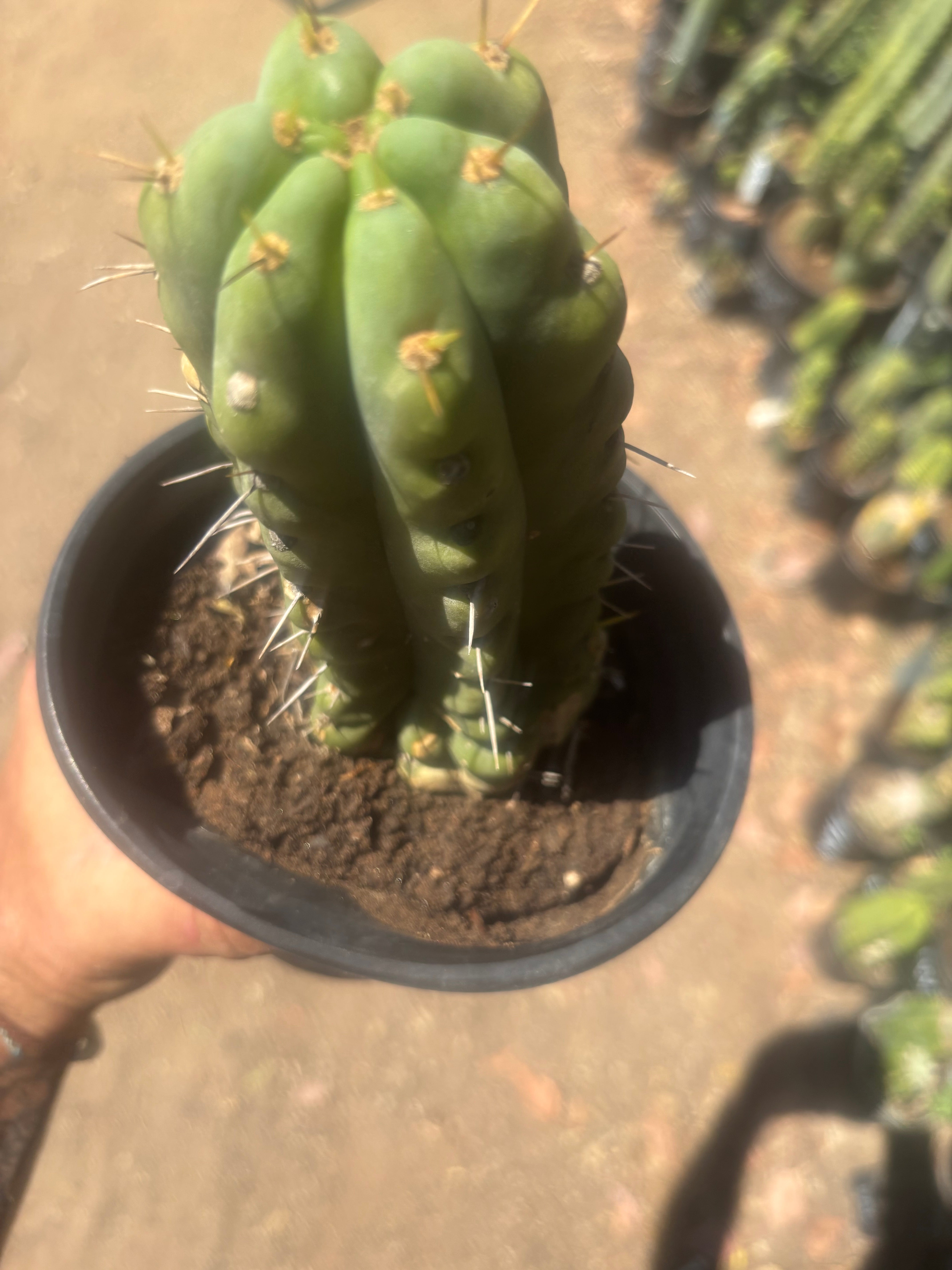 💎💎🌶️🌶️ NOM — Rooted 8” Pup