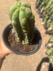 💎💎🌶️🌶️ NOM — Rooted 8” Pup