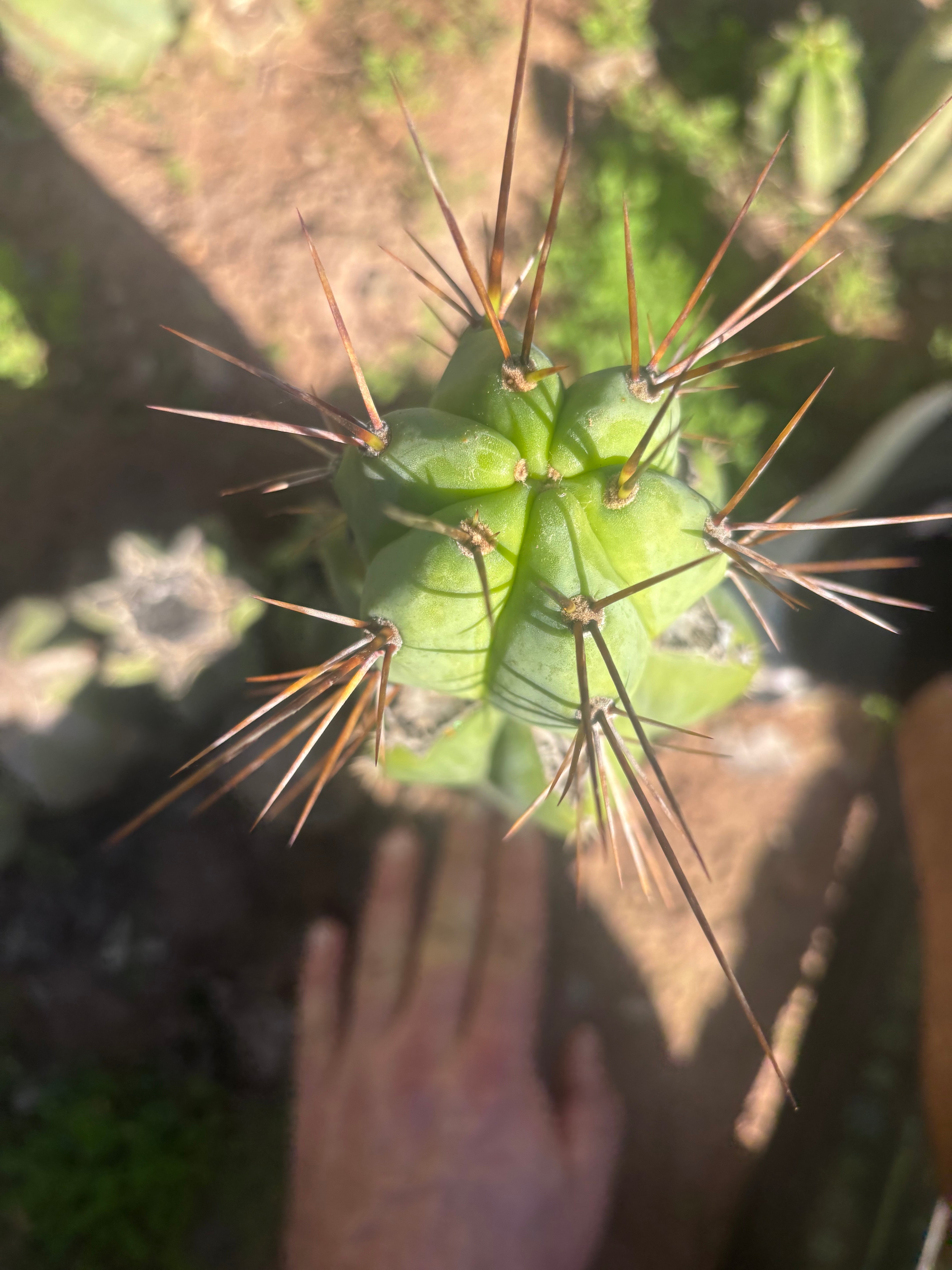 👑💎🌶️  CSD — Another Beefy Tip Graft