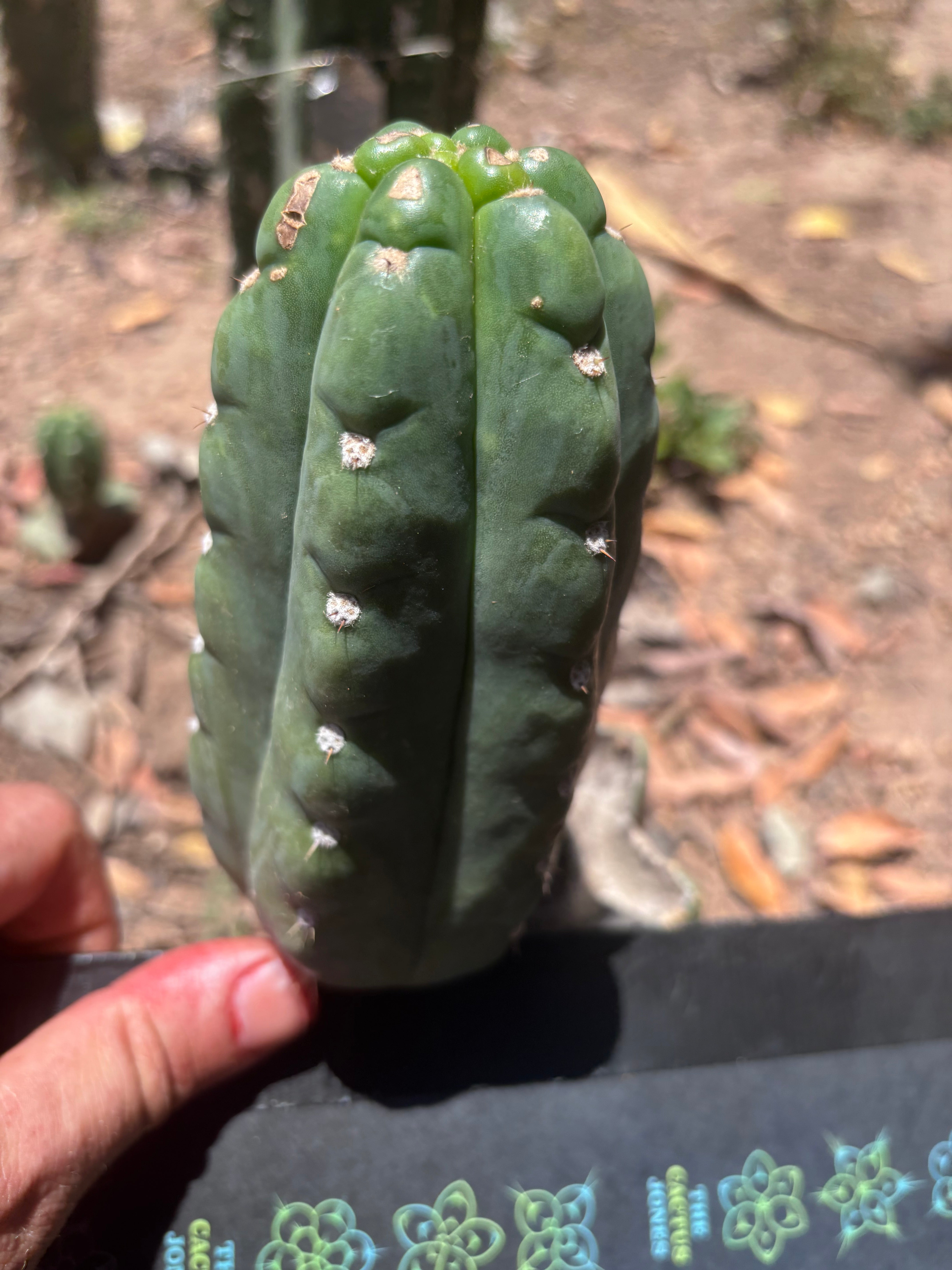 💎👑🌶️  Ichoca — 6” Pup