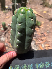 💎👑🌶️  Ichoca — 6” Pup