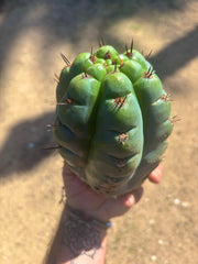 💎👑💎 Papa Smurf — Fat 8” Pup