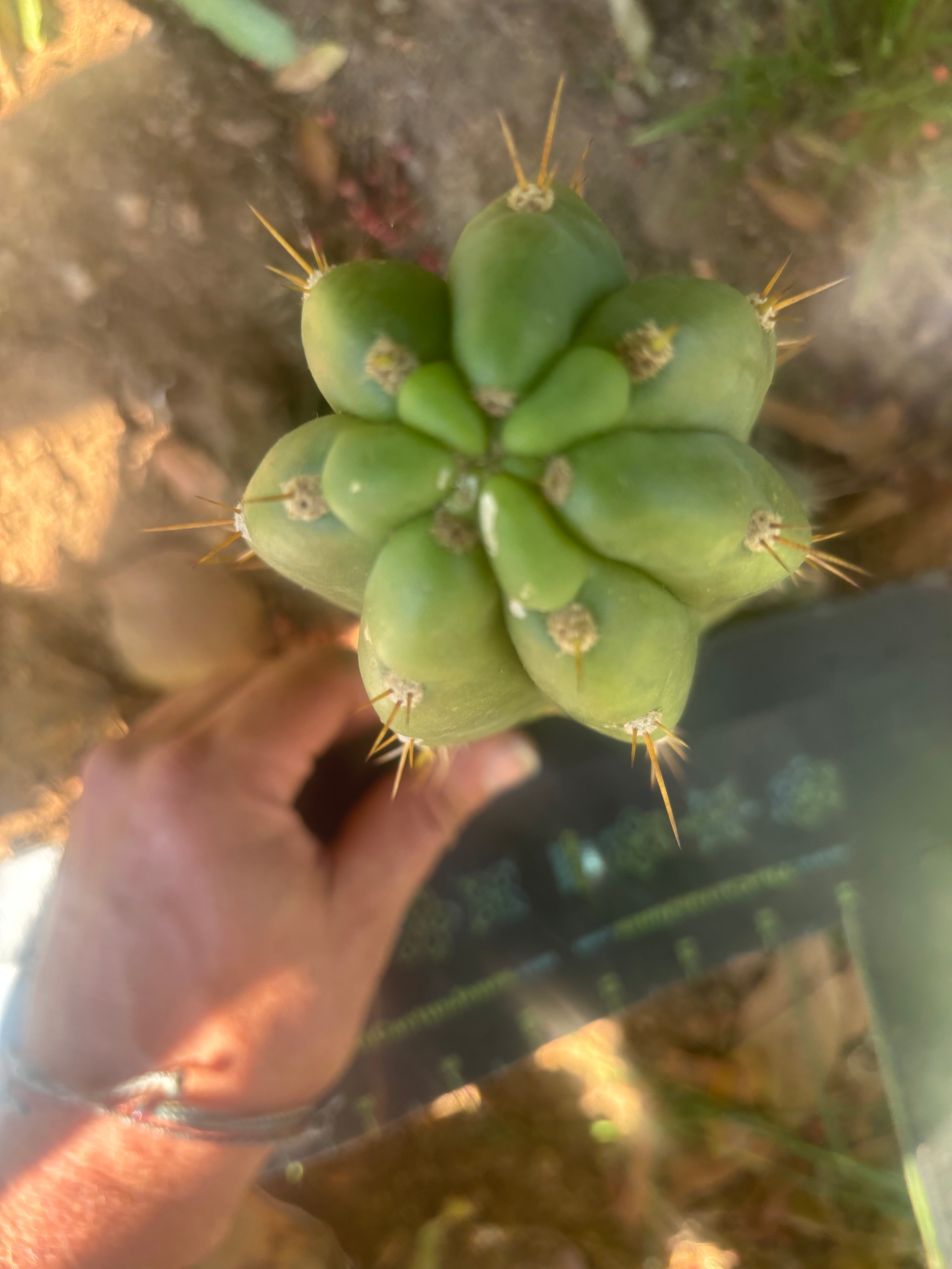 💎👑🌶️ Maranonensis — Chonky 8” Pup