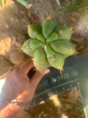 💎👑🌶️ Maranonensis — Chonky 8” Pup