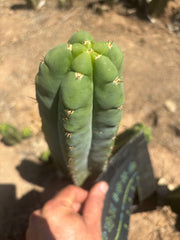 💎👑🌶️ Bob’s Colossus — Beefy 9” Tip