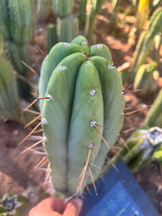 👑🌶️🌶️ Pala — FAT 10” Tip