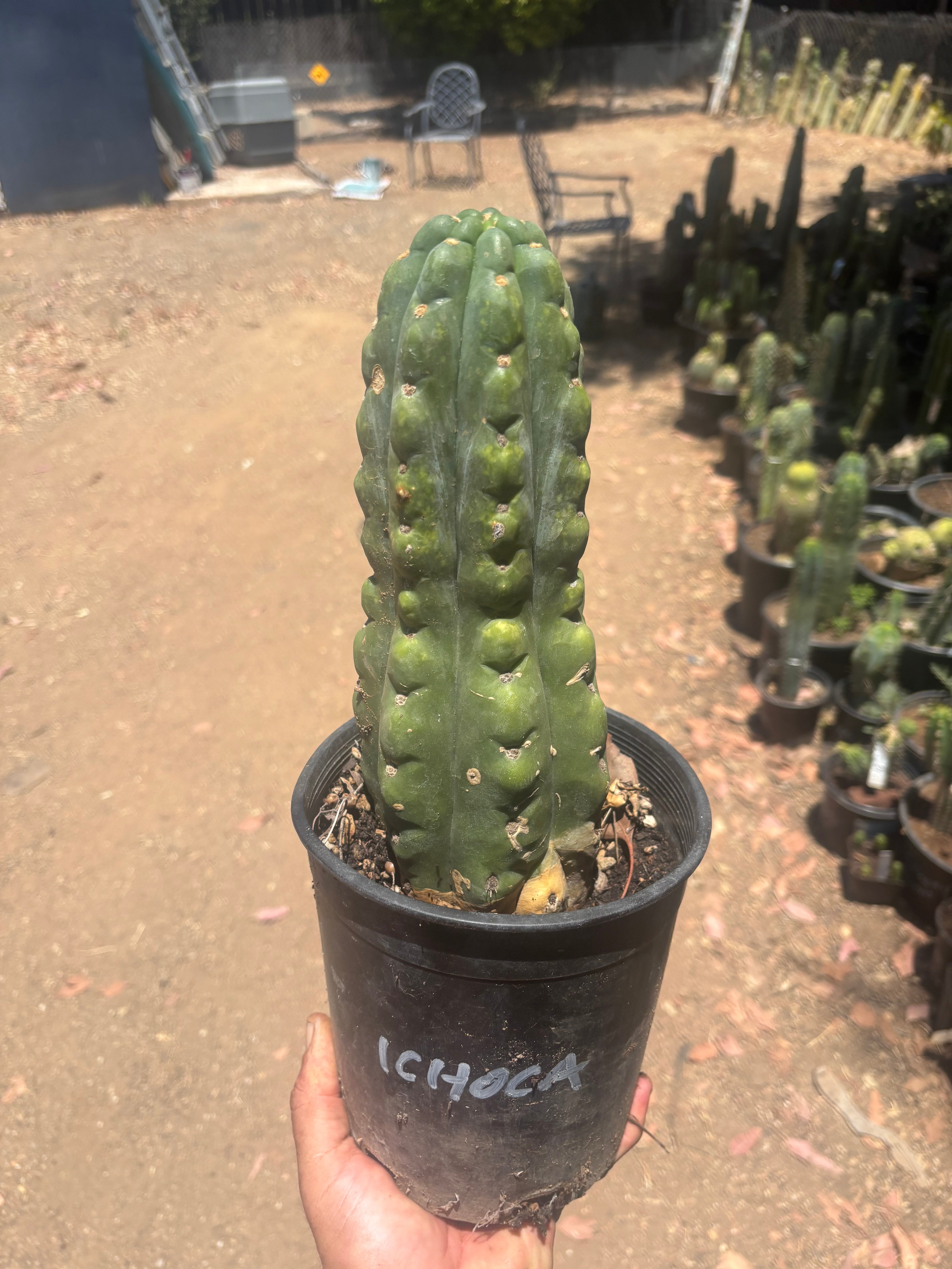 💎👑🌶️  Ichoca — Chonky Rooted 12”