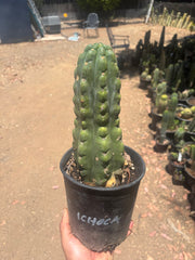 💎👑🌶️  Ichoca — Chonky Rooted 12”
