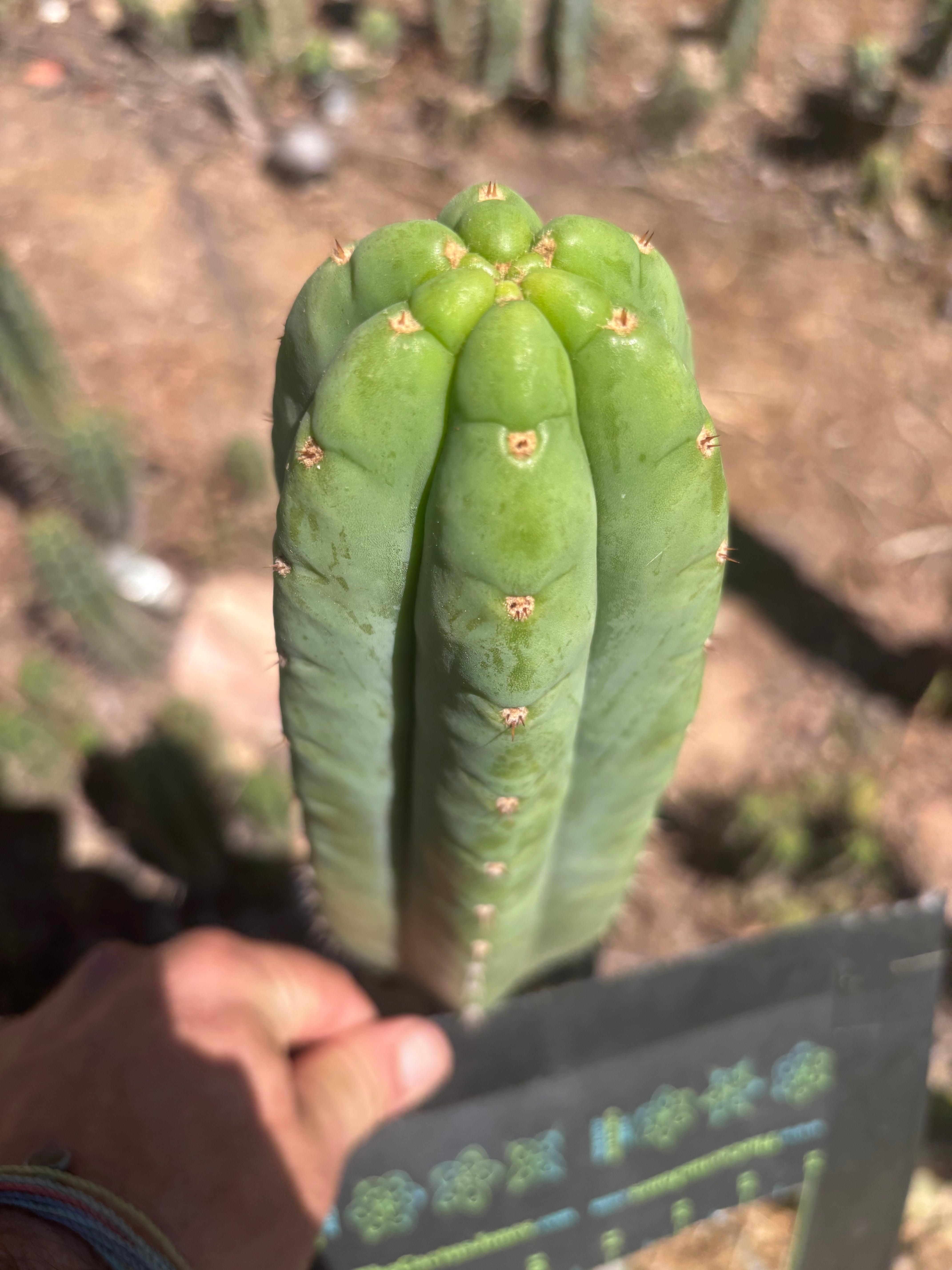 👑🌶️🌶️ Ogun — Fat 10” Tip