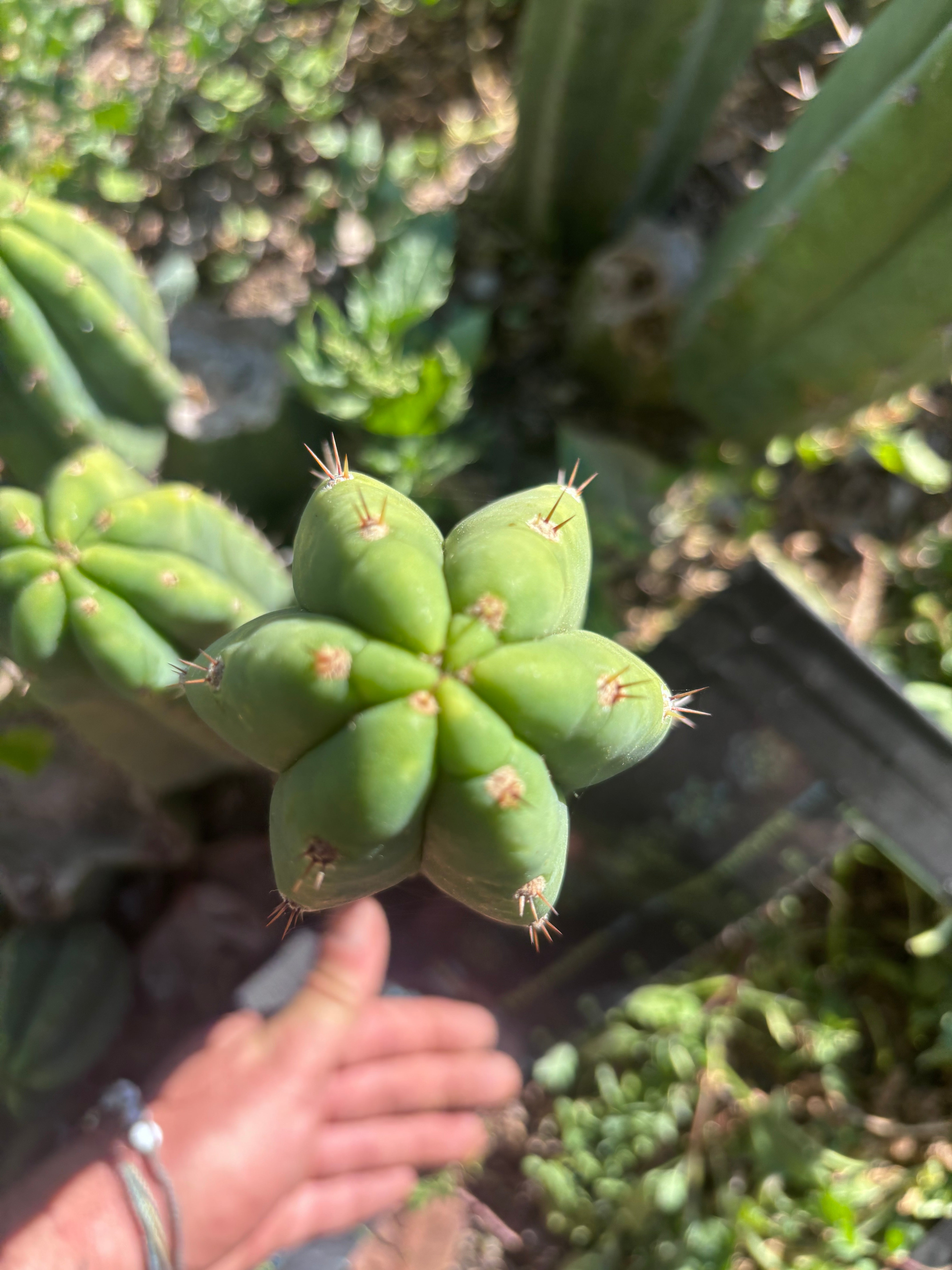 👑🌶️🌶️ Landfill — 11” Pup