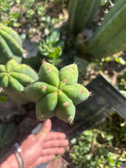 👑🌶️🌶️ Landfill — 11” Pup