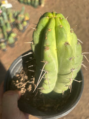 💎🌶️🌶️ NOM — Fully Rooted Grenade