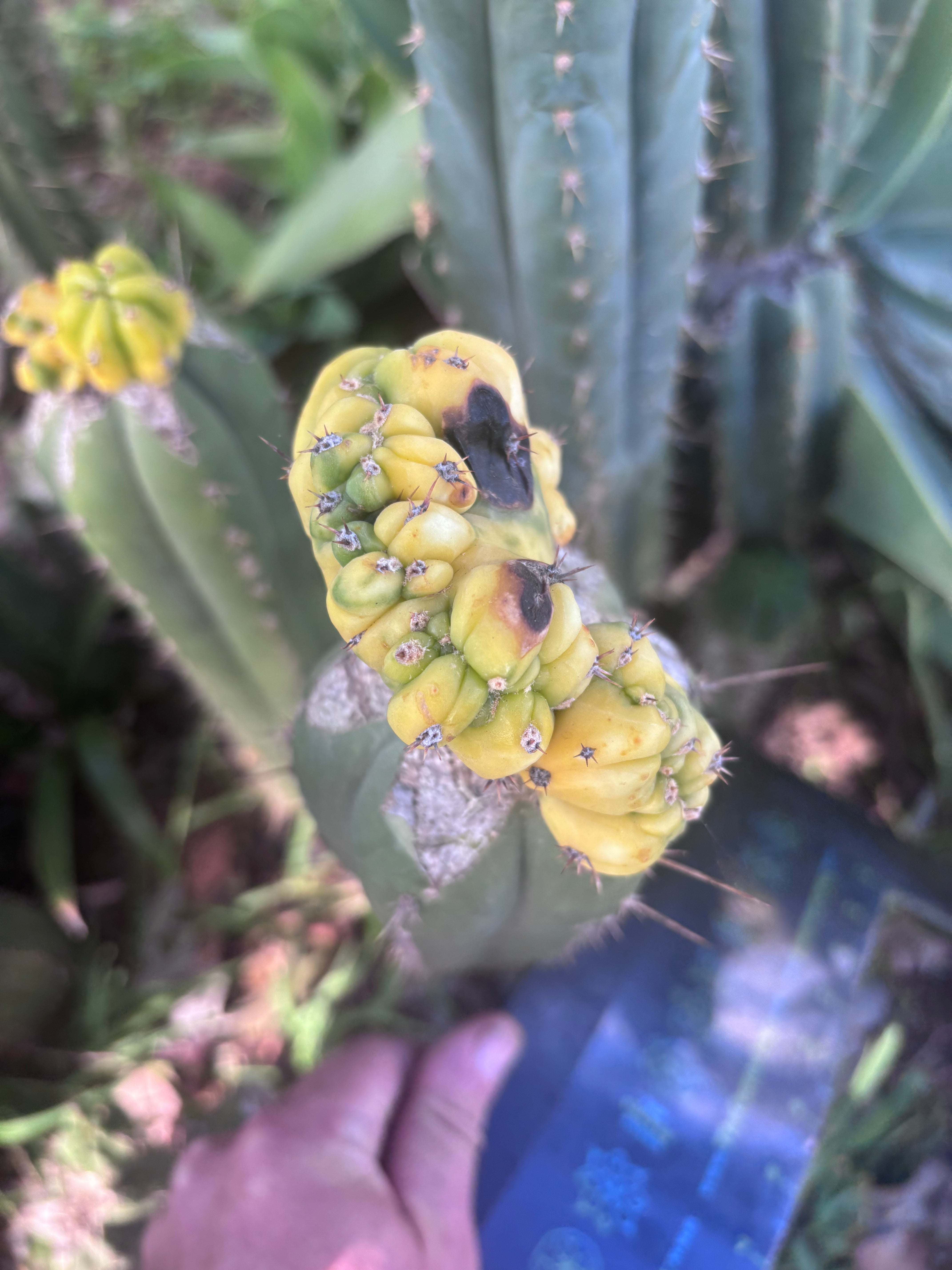 💎👑 Dr. Funkenstein — Crested Graft on LER