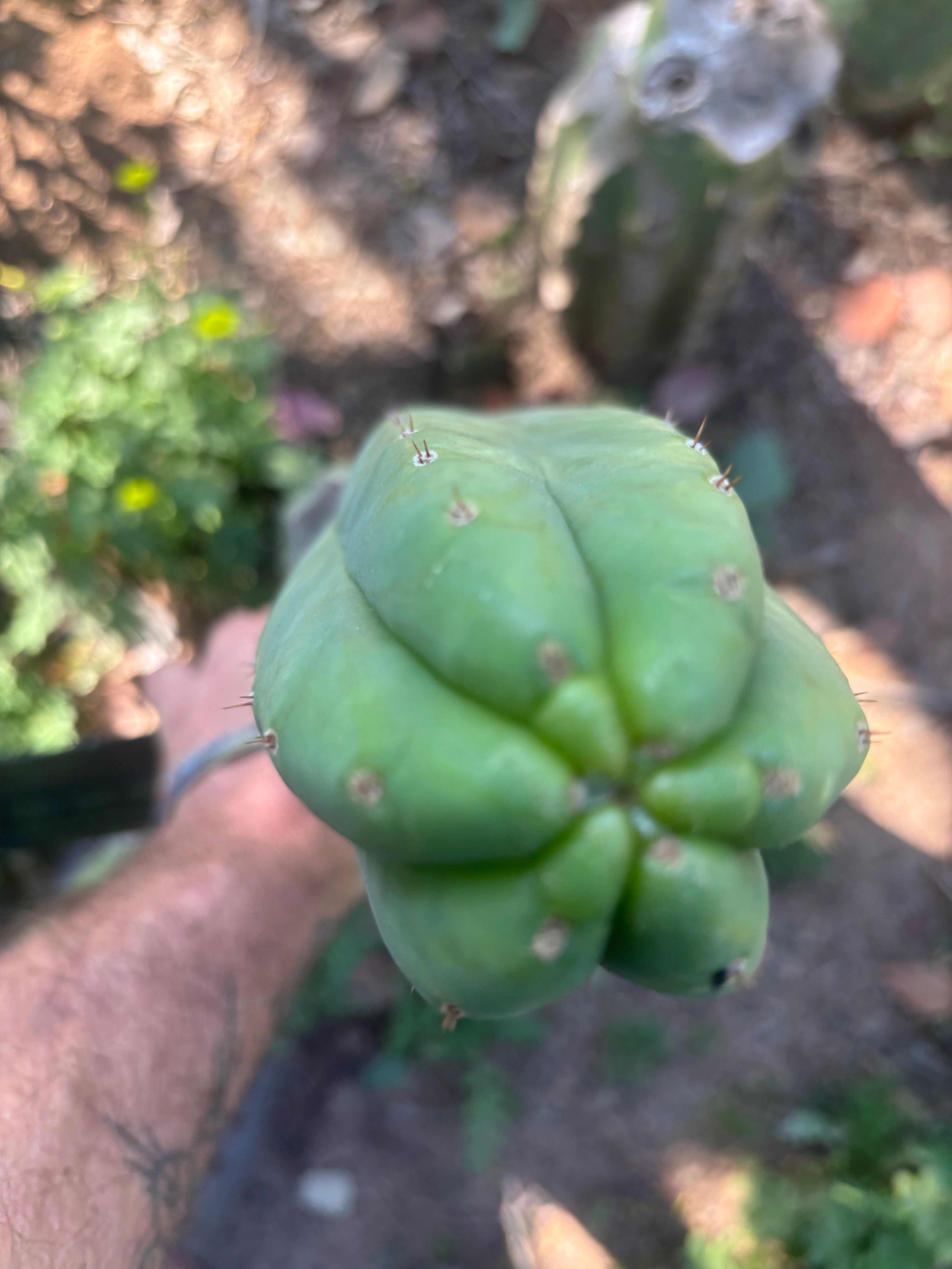 👑🌶️🌶️ Ogun — XL 14” Tip