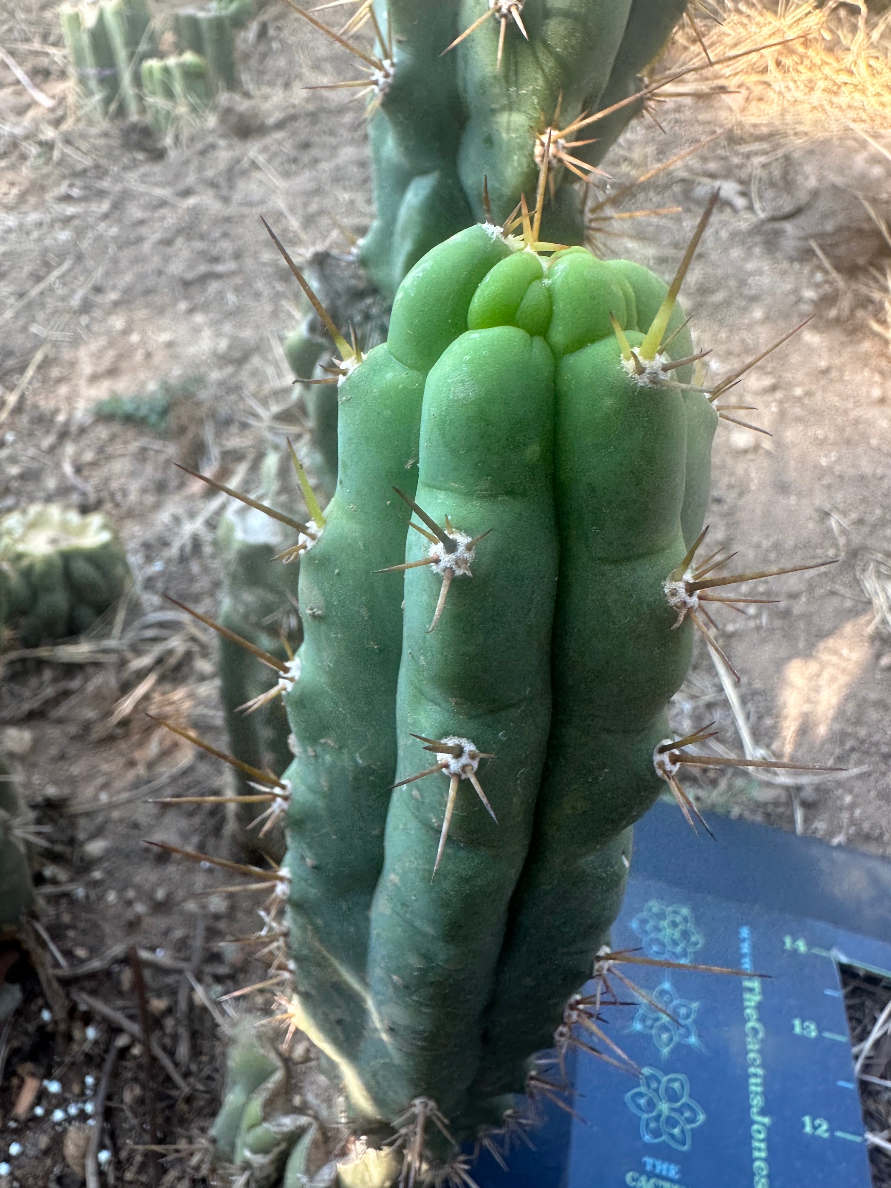 💎👑 Bruce’s Dragon — 8” Pup