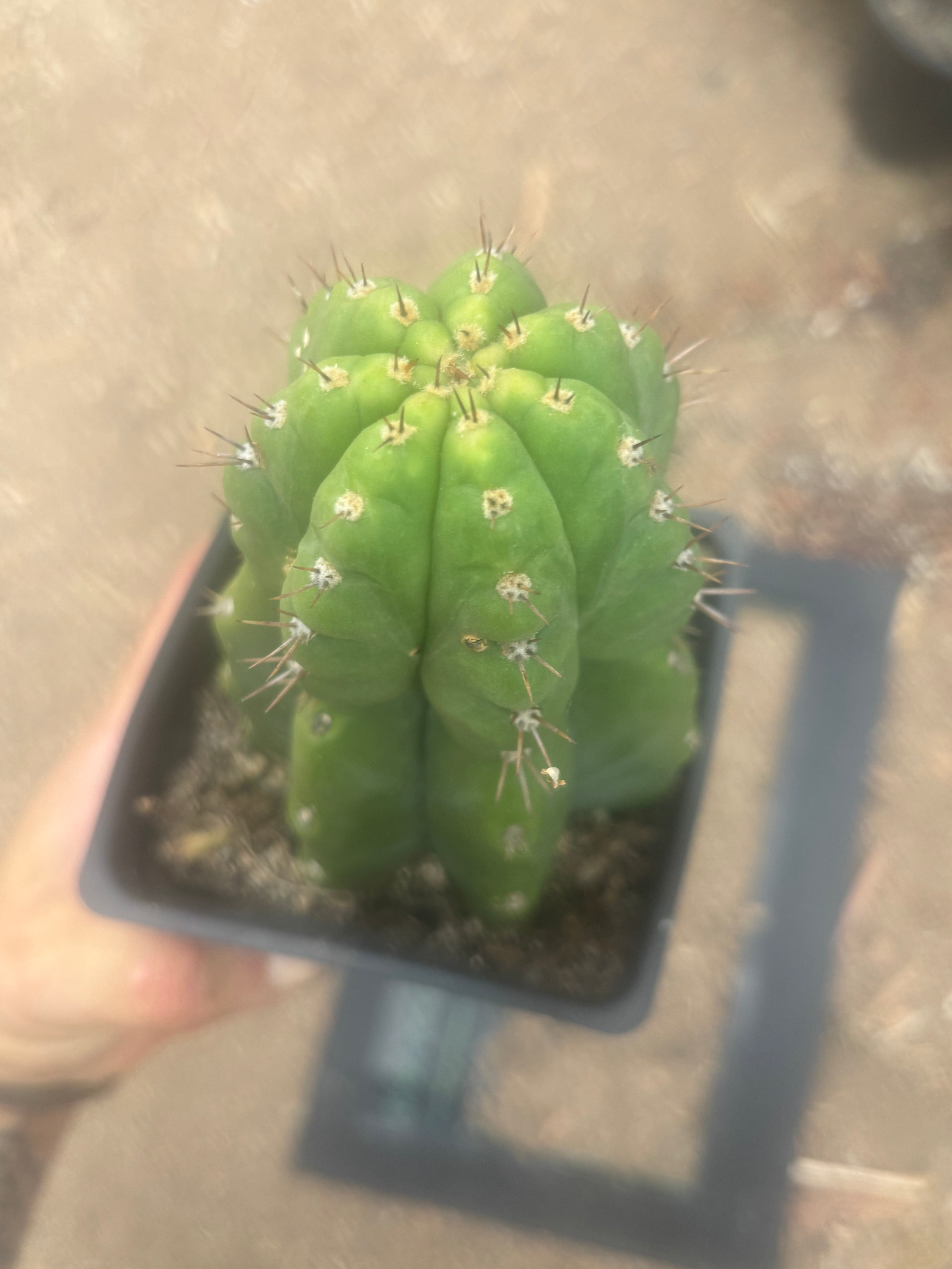 💎👑💎 Parque de Leyendes —BK08611.4 Clone A —  “Work of Art” Tip Graft on Rooted Stock