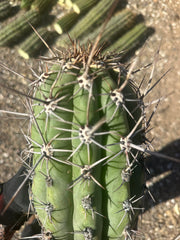 💎⚔️ Taq-Sheckii — Beastly Pups (2)