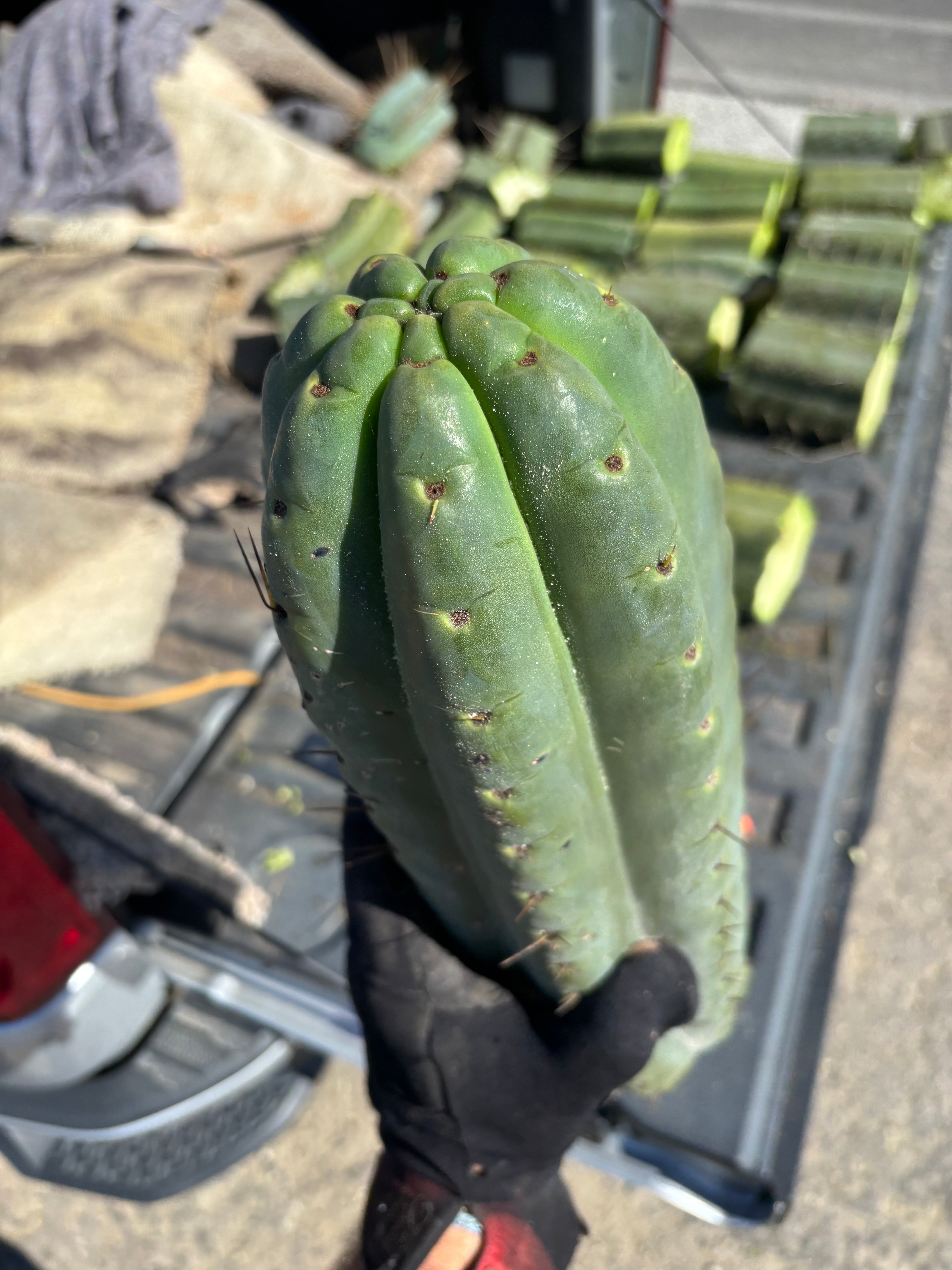 💎🌶️ SS02 x Yowie — MASSIVE 15” Tip