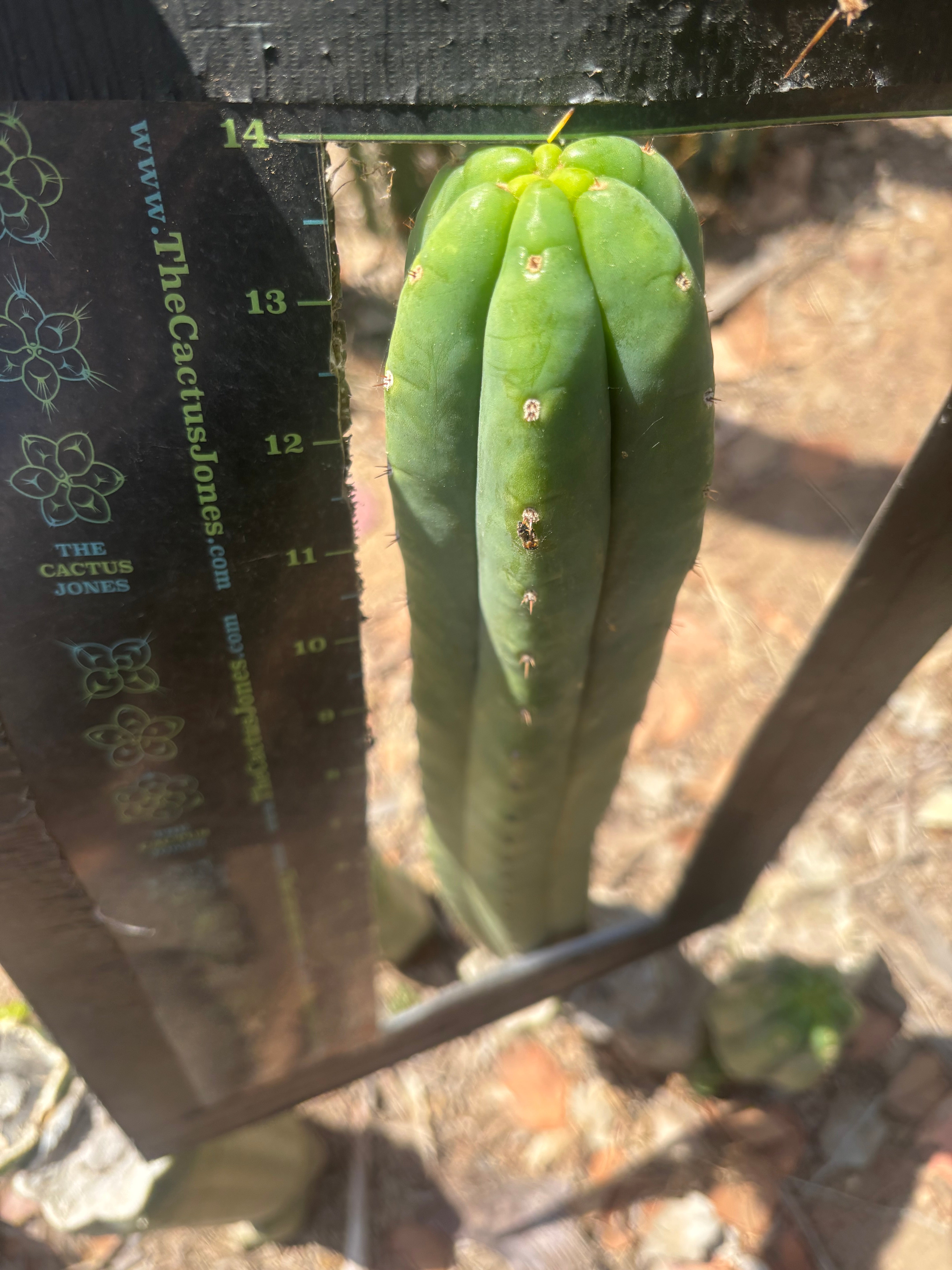 👑🌶️🌶️ Ogun — 14” Tip