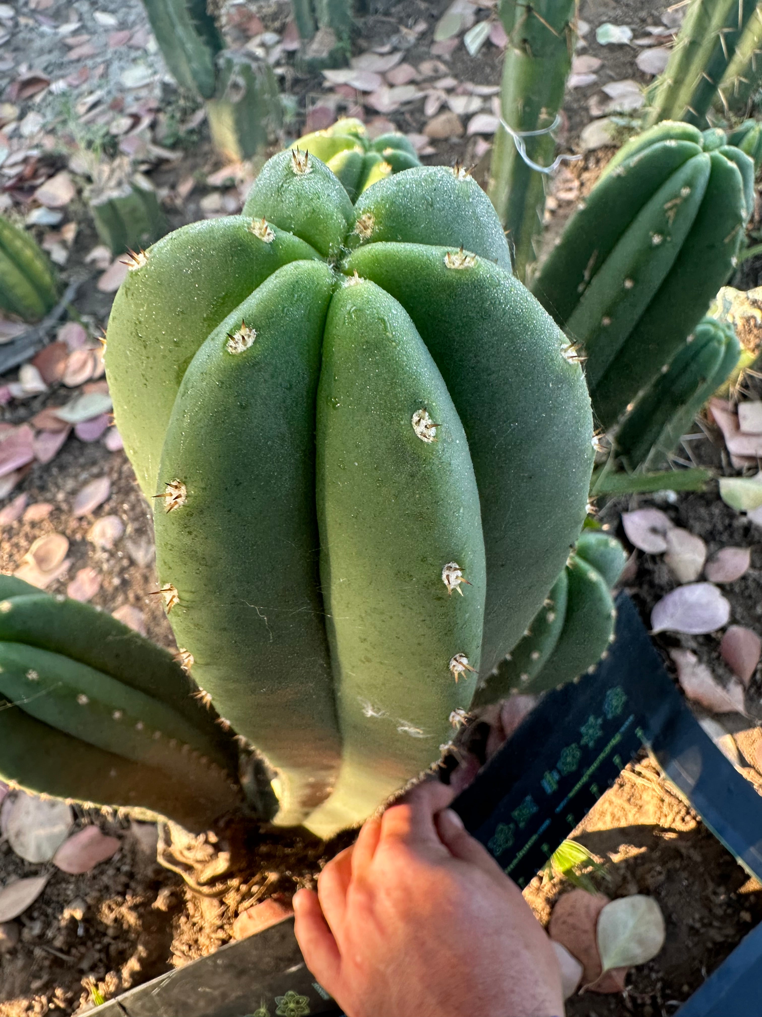 Super Pedro x Scop A  — Chonky 10” Tips