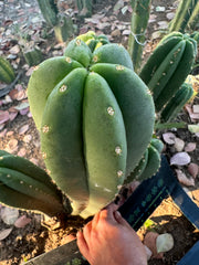 Super Pedro x Scop A  — Chonky 10” Tips