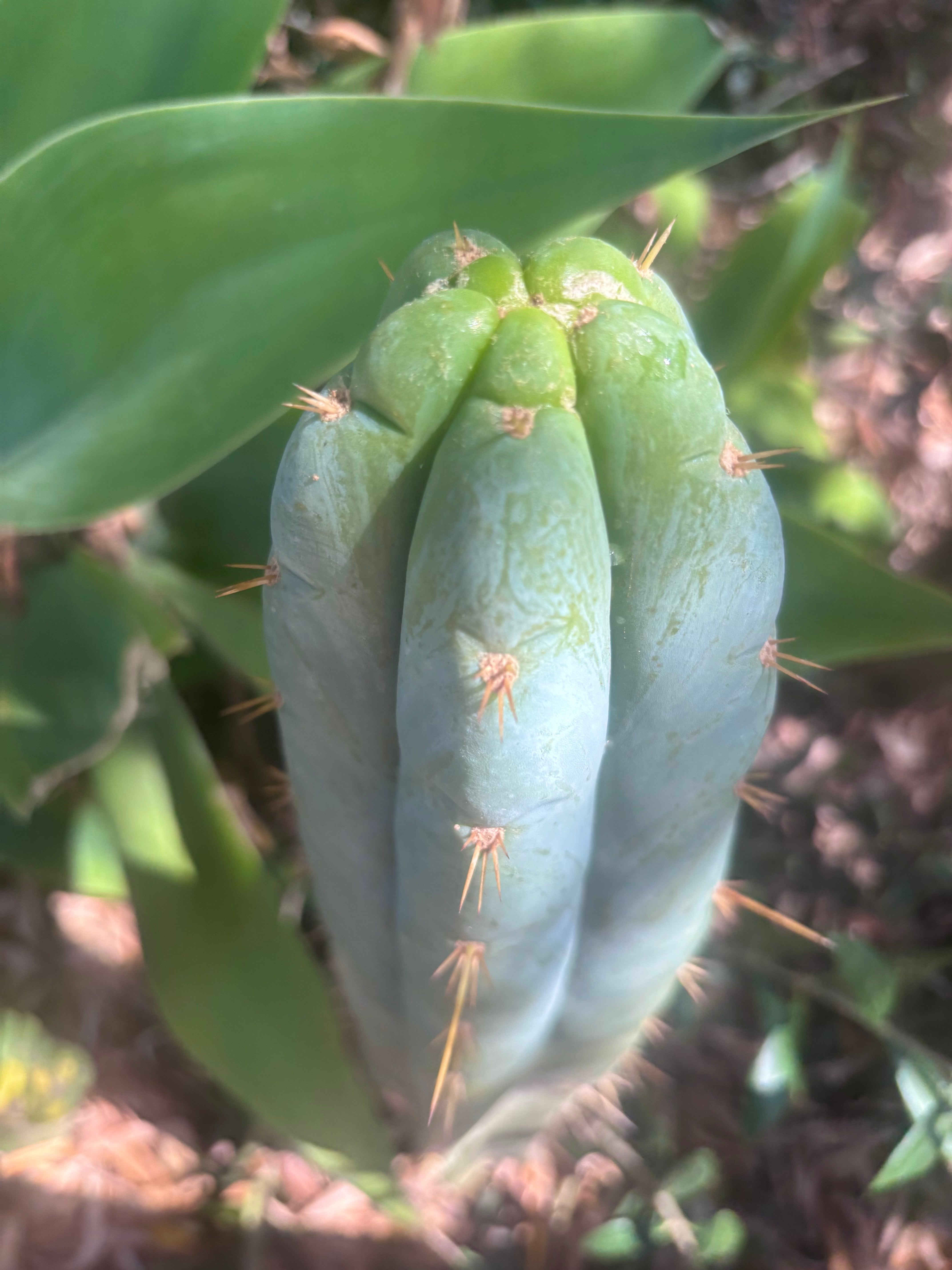 👑 Lotusland Huanu —  Frosty 12” Tip