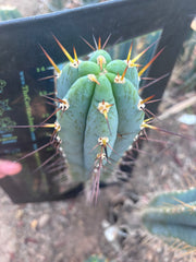 💎👑💎 Rosei 2 — XL 15” Pup