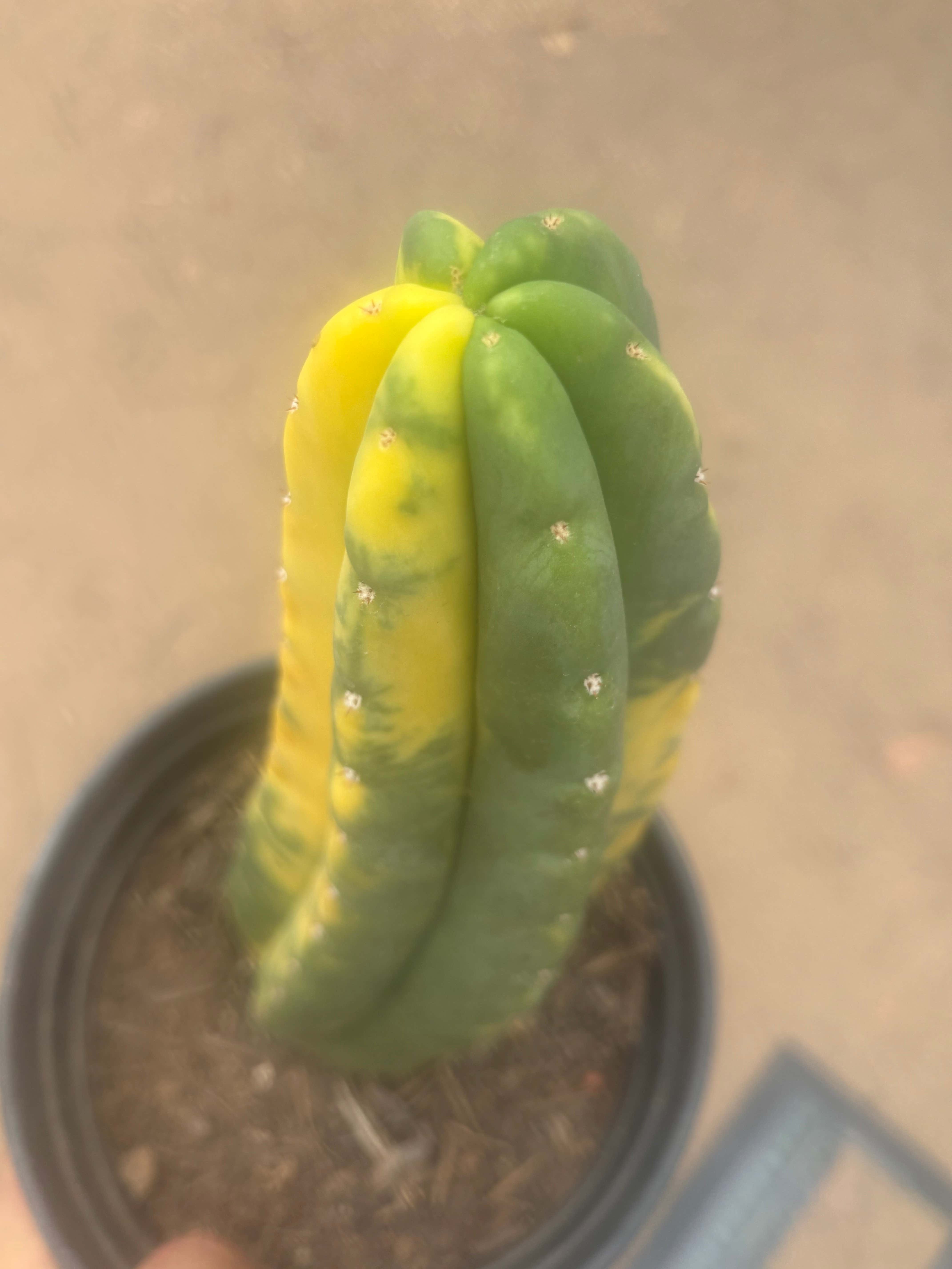 💎🔰💎💎 FVV3  — Fully Rooted 8” Pup