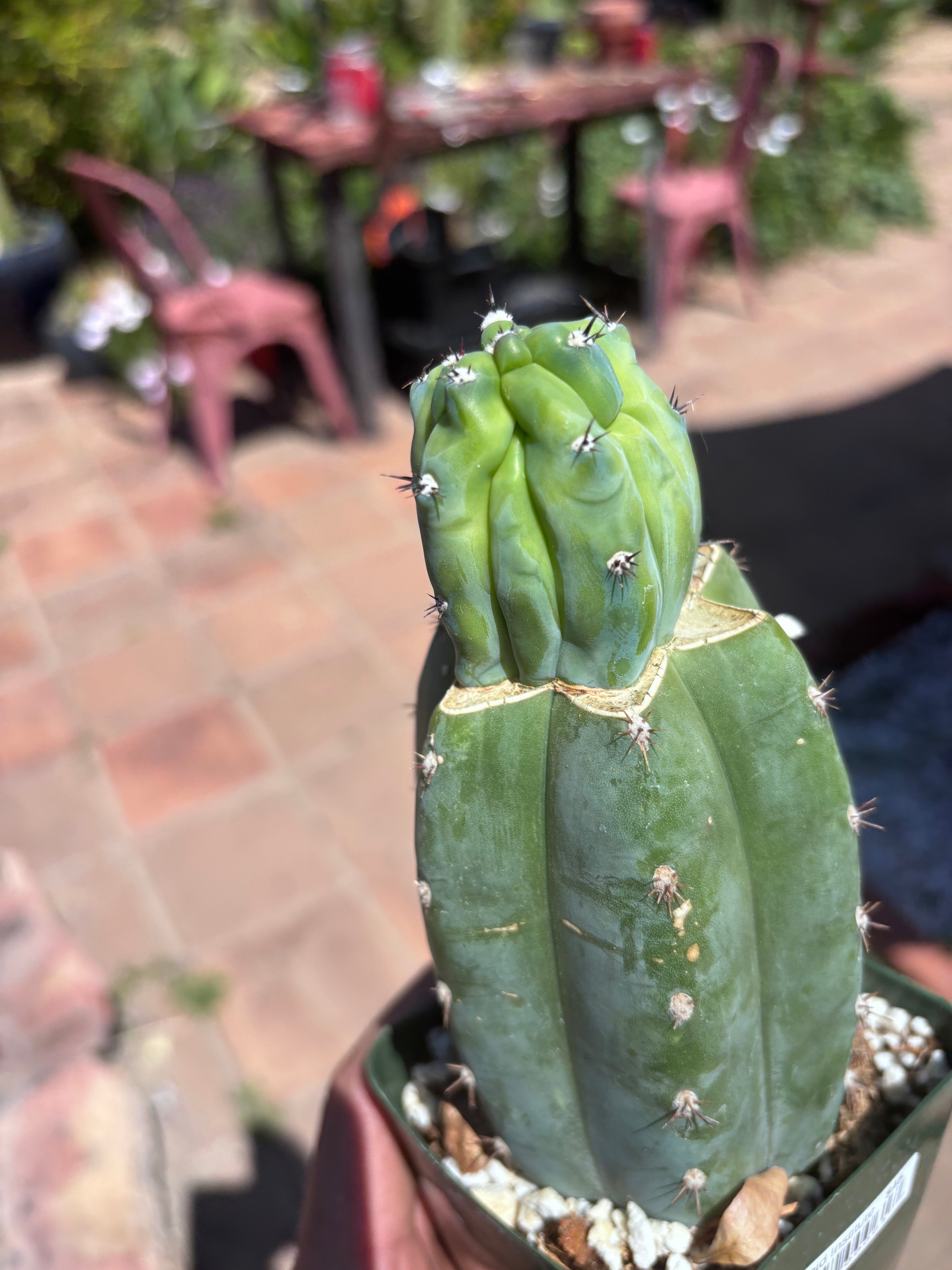 👑💎 Grecas Tip Graft — Rooted / Whole