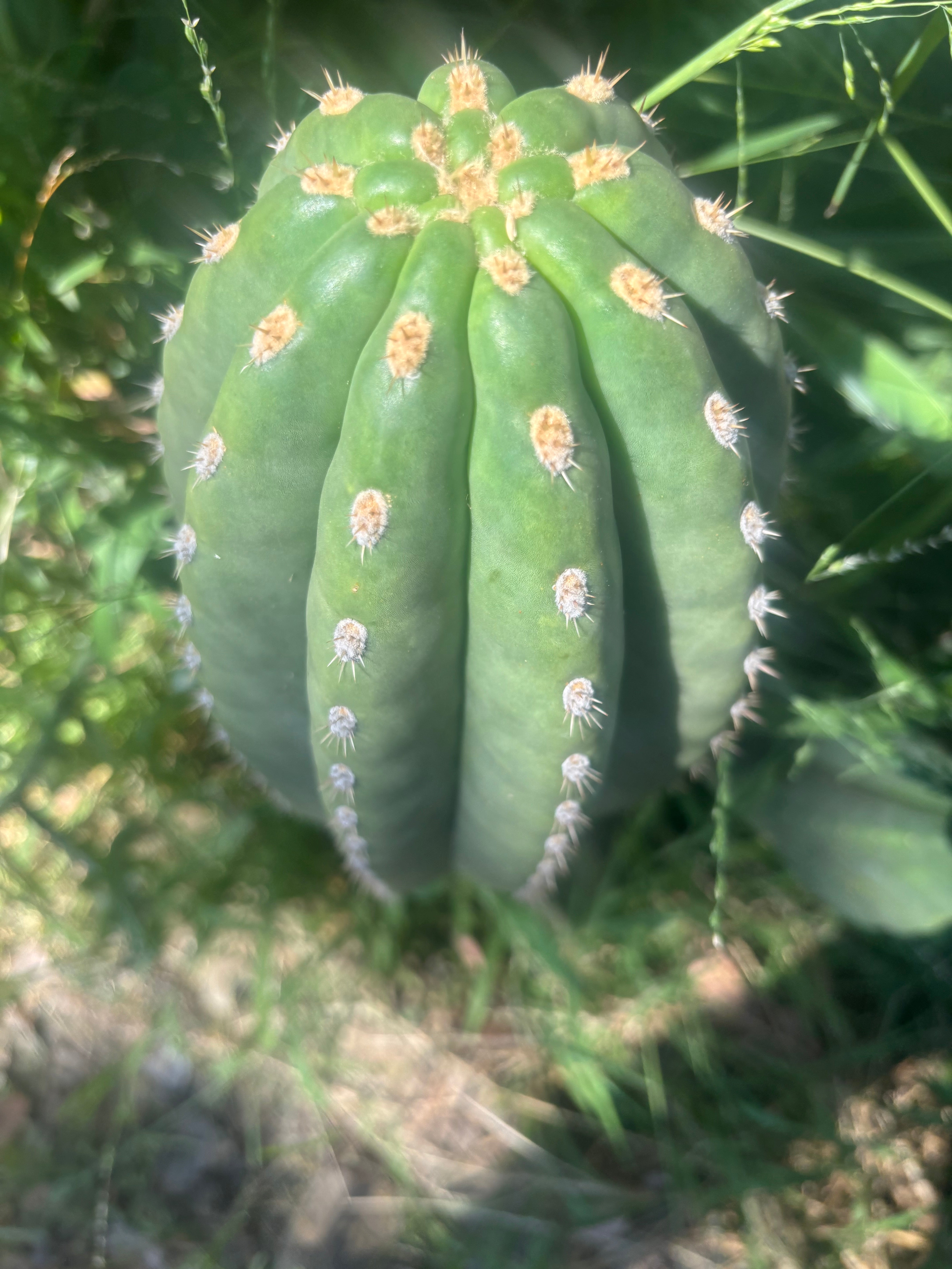 💎👑💎 SASS — Massive 13” Melon