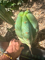 👑 Lotusland Huanu — Fat n Frosty 10” Tip