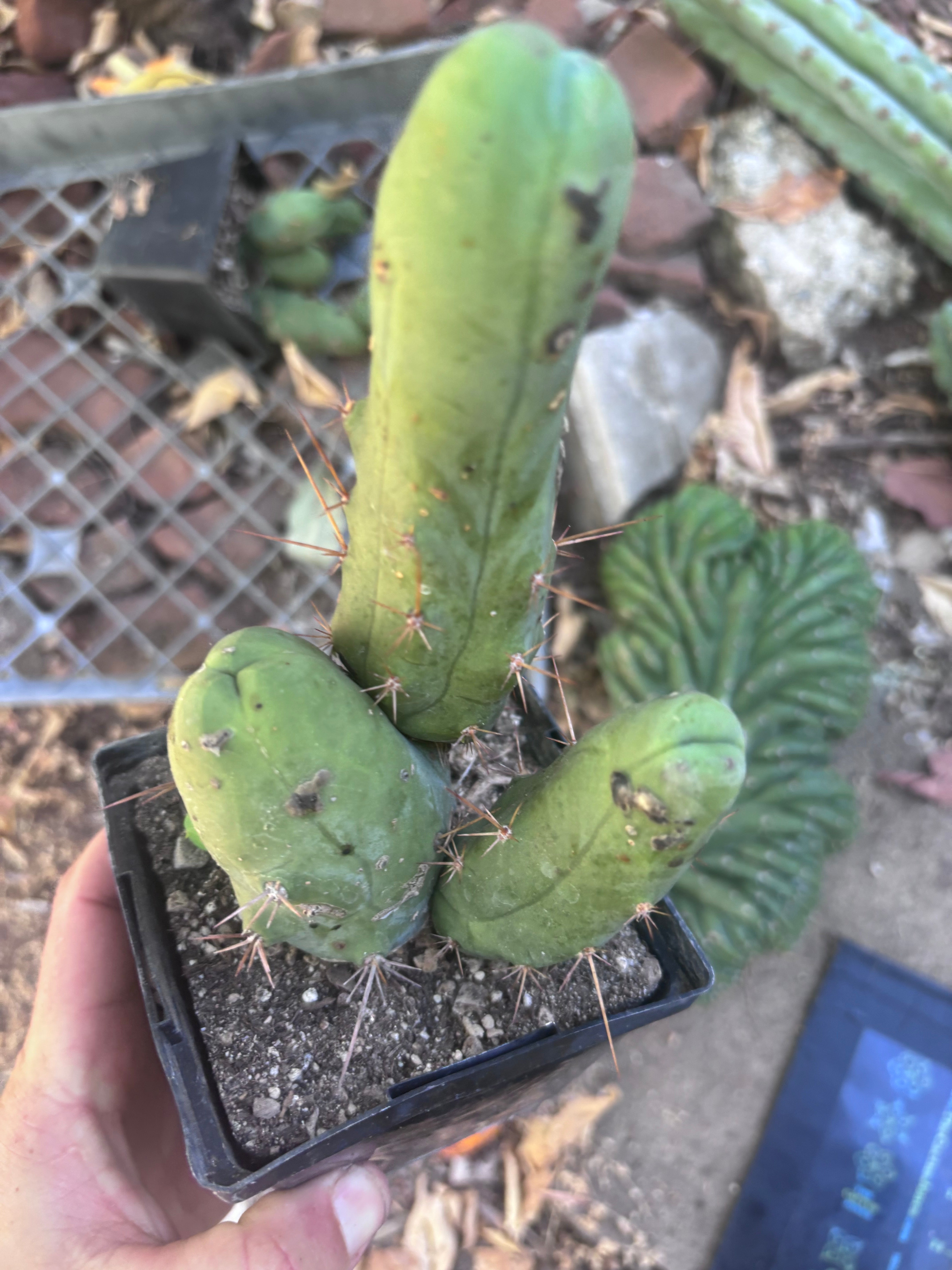 👑🌶️🌶️  TBM Clone B — Fully Rooted
