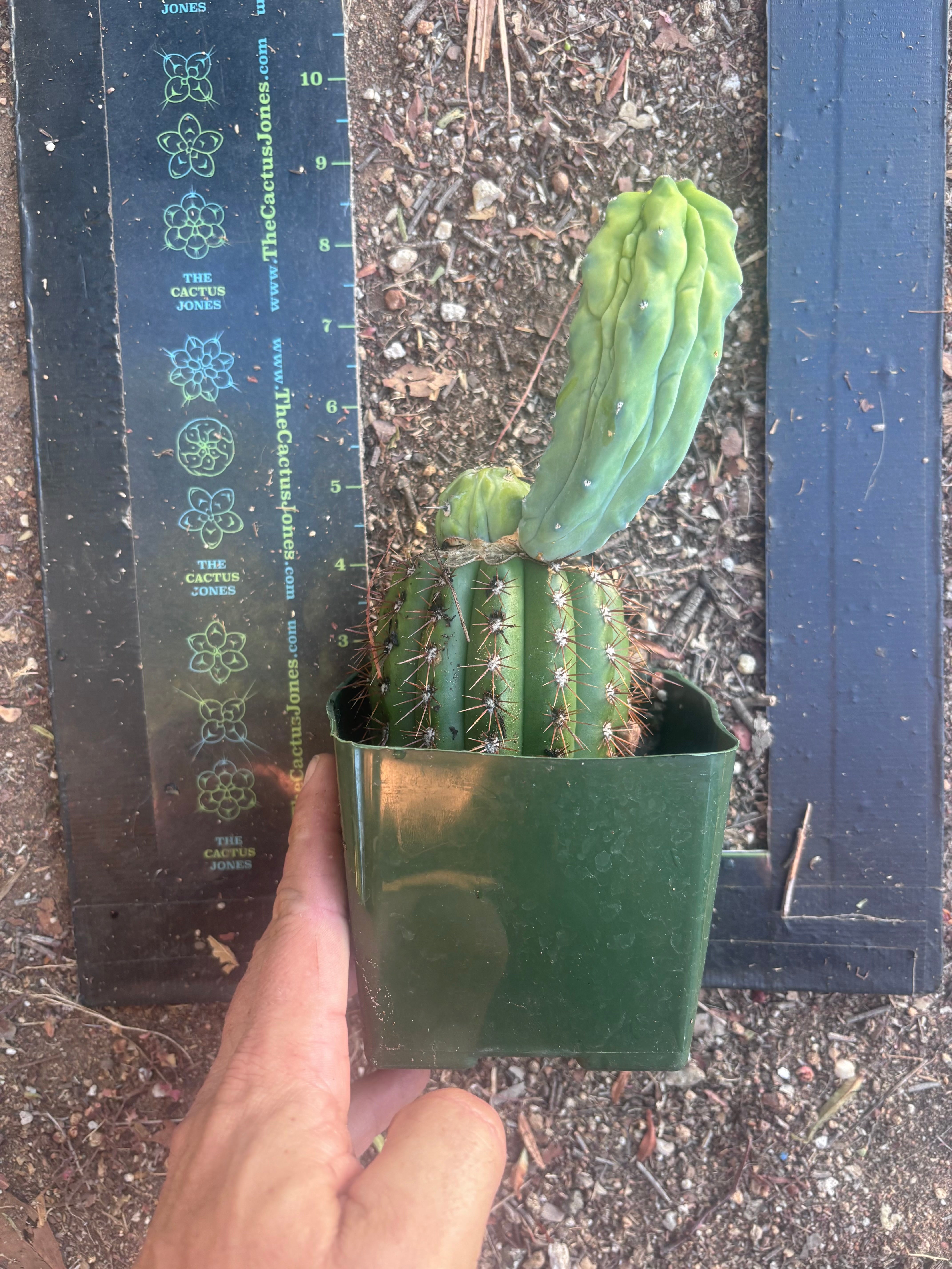 👑💎 Grecas — Rooted Butt Graft with Pup