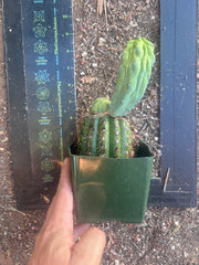 👑💎 Grecas — Rooted Butt Graft with Pup