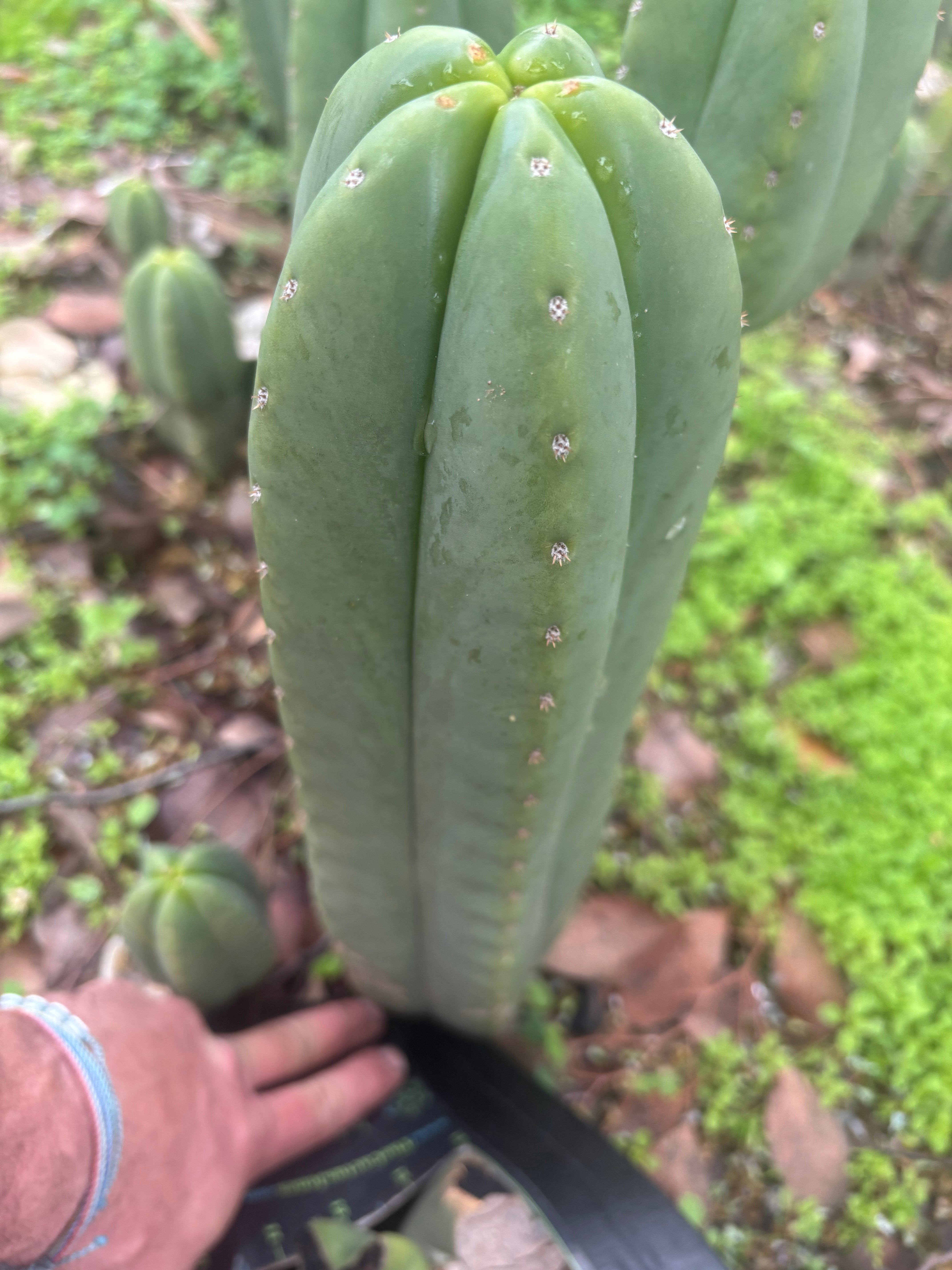 👑🌶️ Scop A — XXL 15” Pup